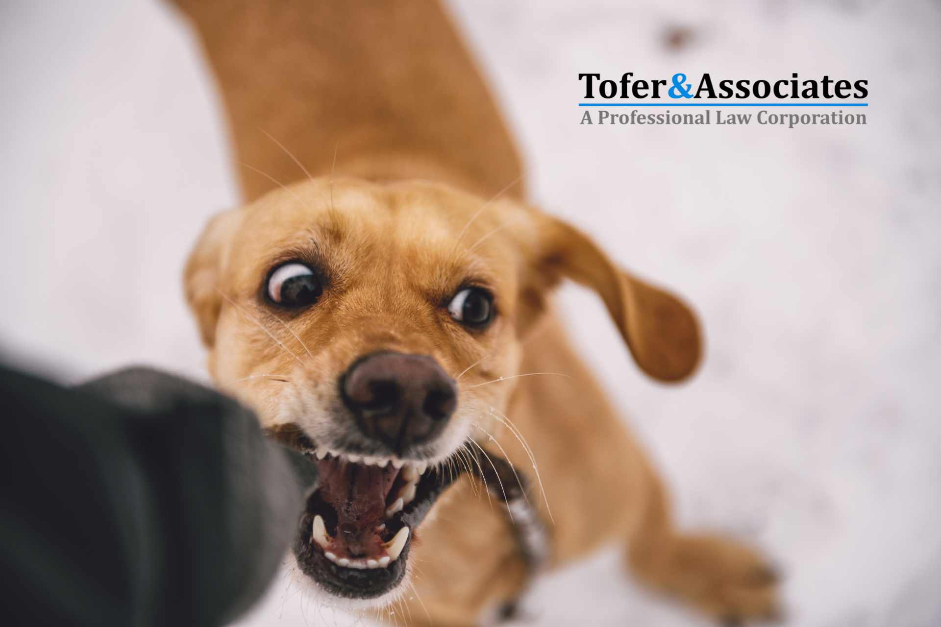 Close-up of an aggressive dog baring its teeth and preparing to bite