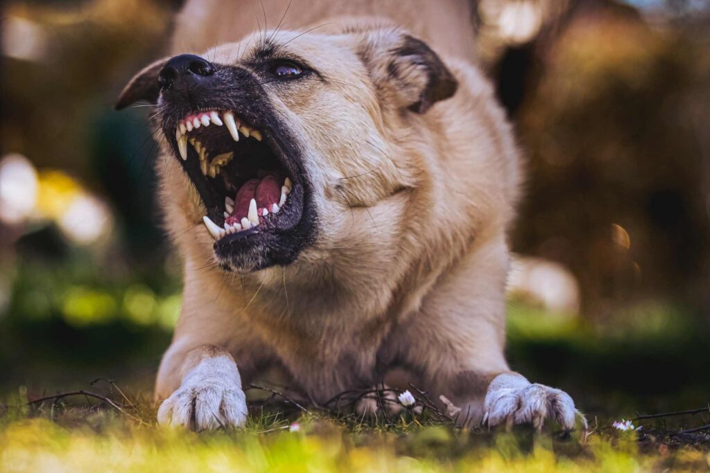 An aggressive dog snarling and baring its teeth, ready to attack, on a grassy background.